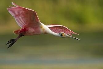 Bird Feathers Pink Flying Wallpaper