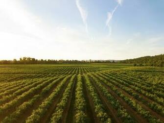 Agriculture Pictures Image