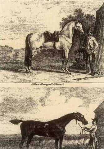 Gilpin Horses Classic Wallpaper