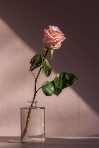 Cute Rose Wallpaper
