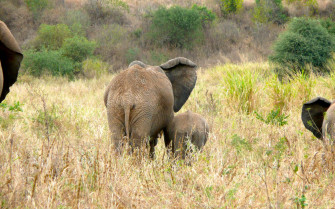 Top 4k Elephant Wallpaper Full HD To Use