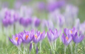 Wallpaper And Screensavers Flowers Android To