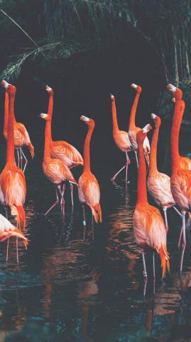 Fancy Flamingo iPhone X Wallpaper Preppy