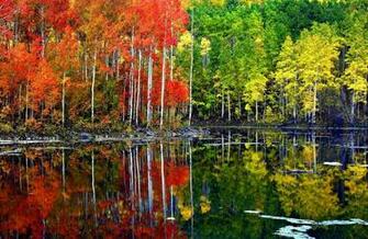 Aspen Tree Wallpaper HD For