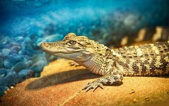 Crocodile Wallpaper HD