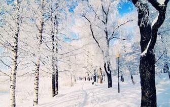 Winter In The Woods Wallpaper Nature