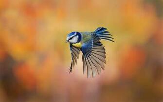 Flying Wallpaper HD