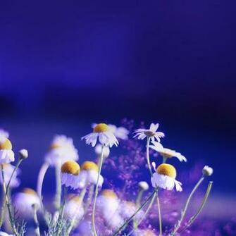 Beautiful Chamomile Flowers iPad Air Wallpaper iPhone