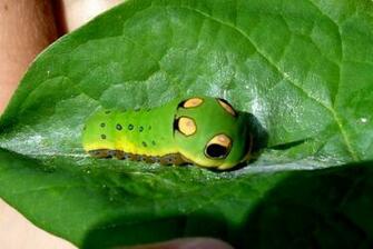 Spicebush Swallowtail Caterpillar Damn Cool Pictures
