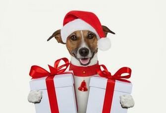 Christmas Gift For Dog Lovers Wallpaper Beautiful Desktop