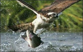 Bird Hunting Splashes Birds Wallpaper Desktop
