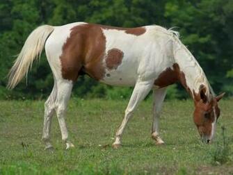 Paint Horse Angelic Hugs