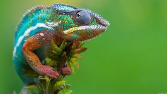 Reptiles Chameleons Reptile Image Wallpaper Full