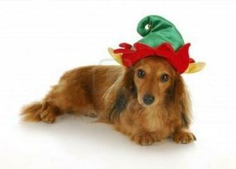 Chic Dachshund Dog Photo HD Wallpaper Res