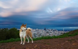 Animal Shiba Inu Wallpaper