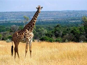 Giraffes Wallpaper For Desktop