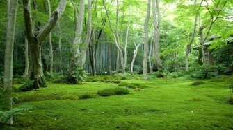 Mossy Woods Wallpaper Nature