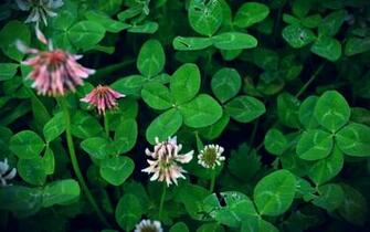 Can You Find A Four Leaf Clover Android Wallpaper