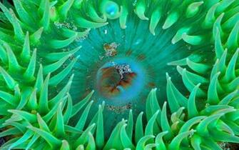 Ocean Coral Wallpaper