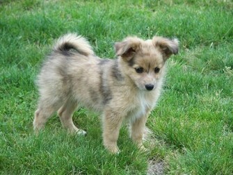 Breeds And Puppies Res Australian Shepherd Pictures Collection