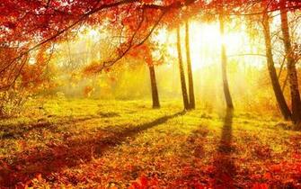 Autumn Forest Background Net