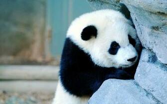 Baby Panda Wallpaper