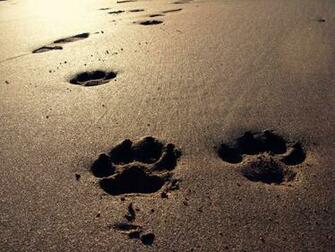 Paw Print Wallpaper