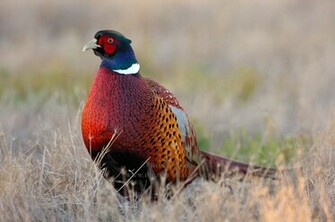 Ring Necked Pheasant South Dakota State Birds
