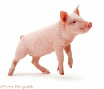 Middle White Piglet Photo Wp16981