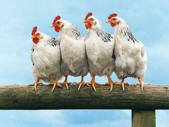Funny Farm Animals Wallpaper Others