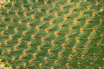 Cactus Wall Art Southwestern Wallpaper By Murals Your Way