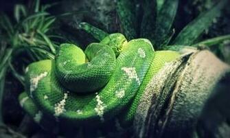 Wallpaper Name Green Snake Ultra HD