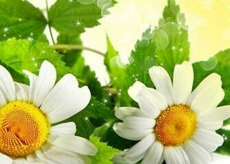 Flowers Wallpaper HD Resolution For