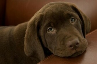 Chocolate Labrador Retriever Puppies Wallpaper Lab Puppy