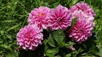 Dahlias Wallpaper