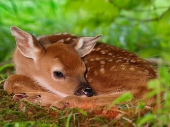 Animals Beautiful Sweet Funny Cute Easter Baby Fawn High