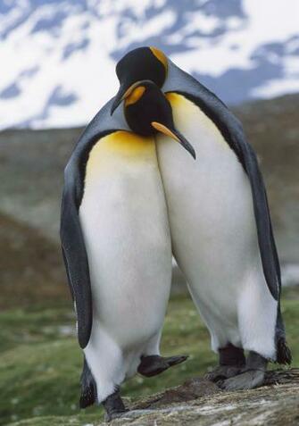 King Penguin Pair Mating Behavior Wall Mural Wallsauce Us