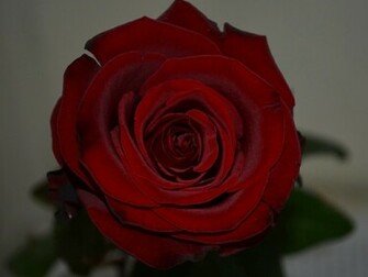 Flowers For Flower Lovers Rose HD Desktop Wallpaper