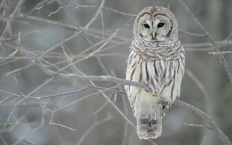 Barred Owl Owls HD Dekstop Wallpaper