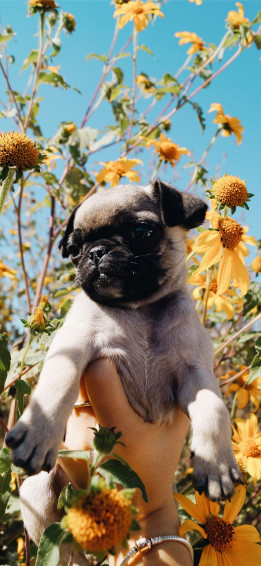 Flowers And Puppies On Dog iPhone Wallpaper