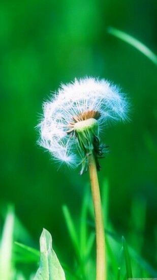 Dandelion Desktop Samsung Galaxy S3 Wallpaper HD