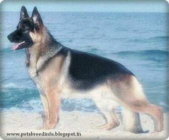 German Shepherd HD Wallpaper All About Dogs