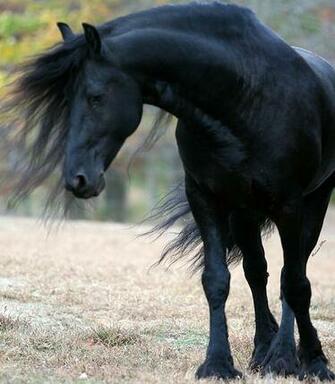 Friesian Desktop Background Wallpaper The Horse Forum