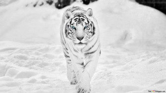 White Tiger With Blue Eyes Walking On Snow Covered Ground In