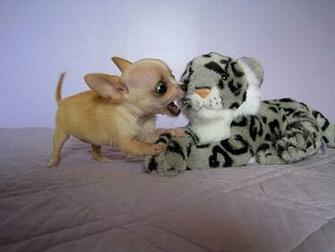 Crazy Pictures Cute Chihuahuas Pics