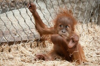 Animal Orangutan Wallpaper