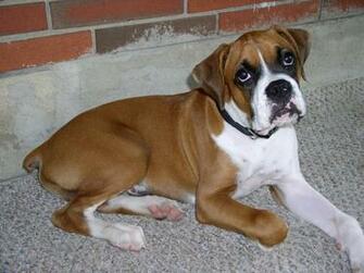 Boxer Dog Wallpaper Submited Image