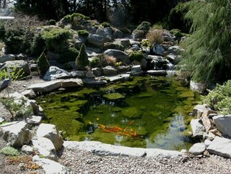 Koi Pond Wallpaper