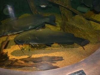 Channel Catfish Wallpaper Image