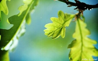 Oak Tree Wallpaper Stock Photos